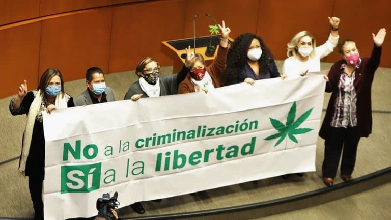 cannabis popular noticias