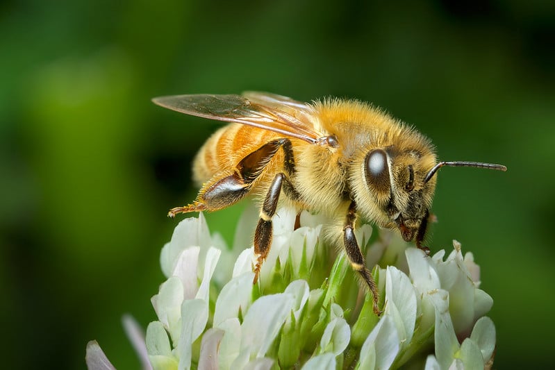 el cannabis y las abejas