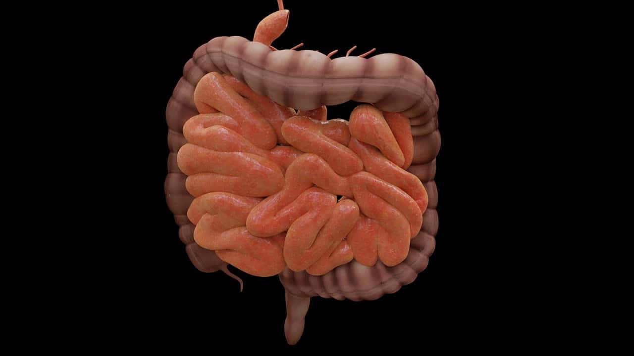 El CBD y la salud intestinal