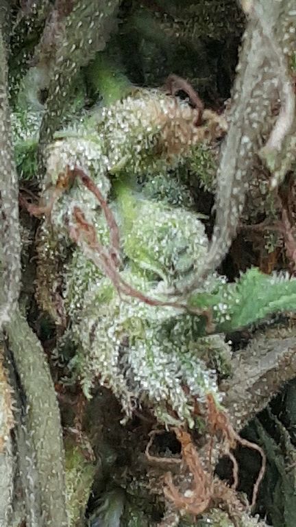 identificar y evitar el moho en el cannabis