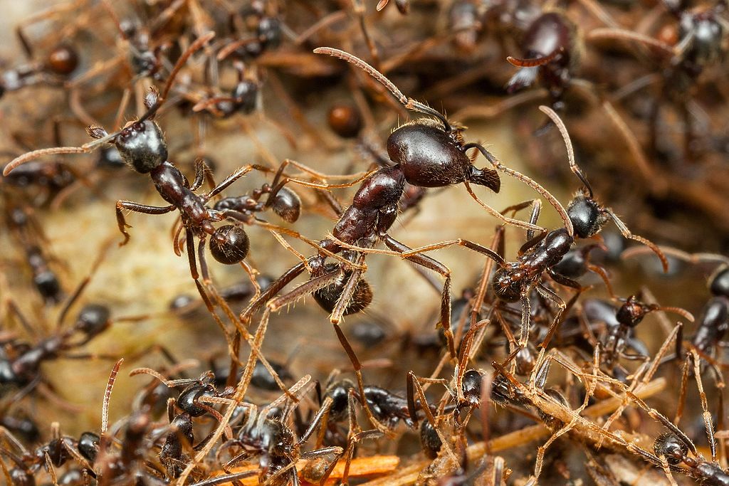 una plaga de hormigas