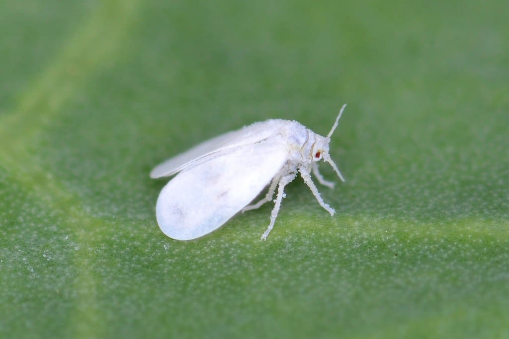 lidiar con la mosca blanca