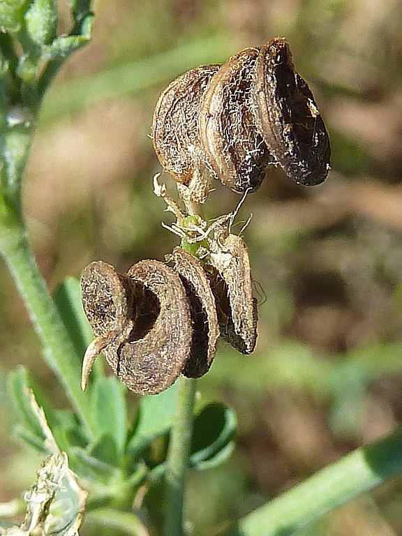 Cultivos asociados alfalfa