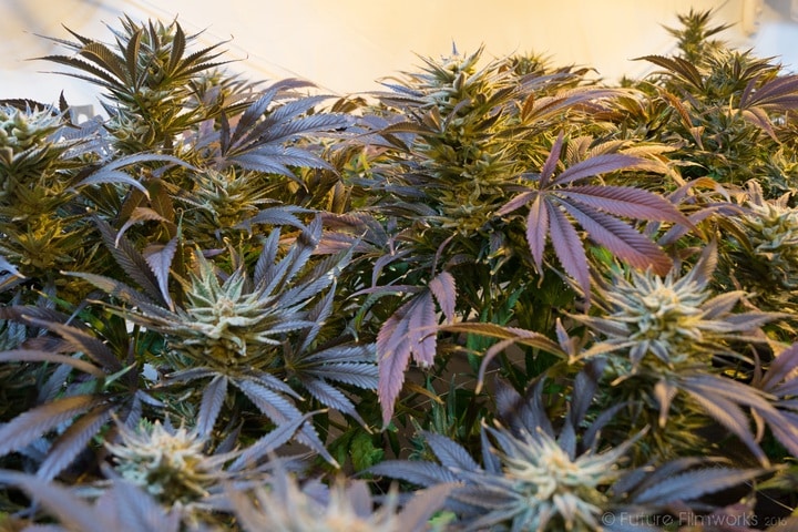 esconder tus plantas de cannabis