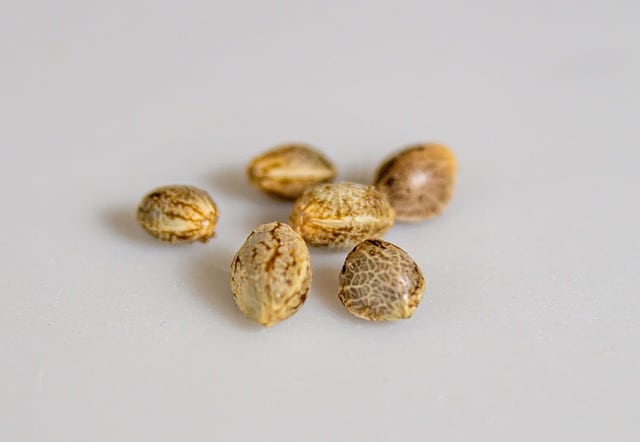 Cómo identificar semillas de buena calidad