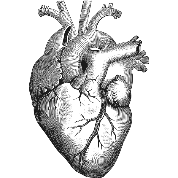El corazón tiene receptores de cannabinoides