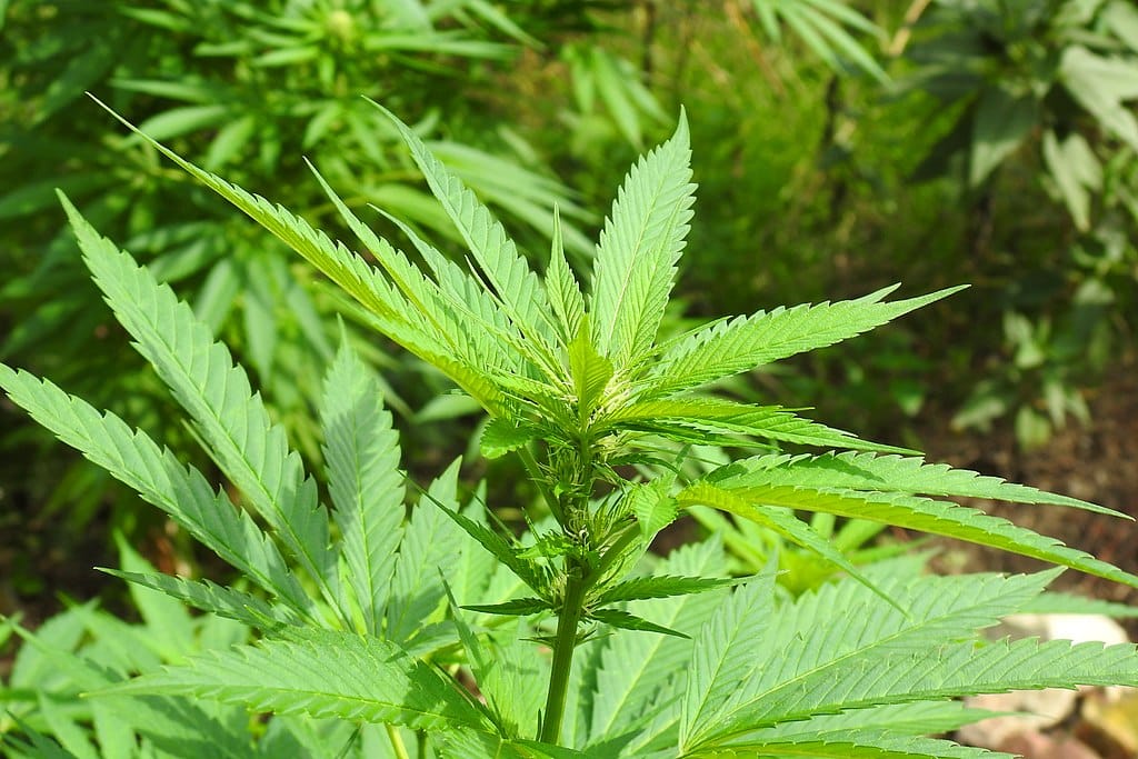 Cuándo se cosecha el cannabis