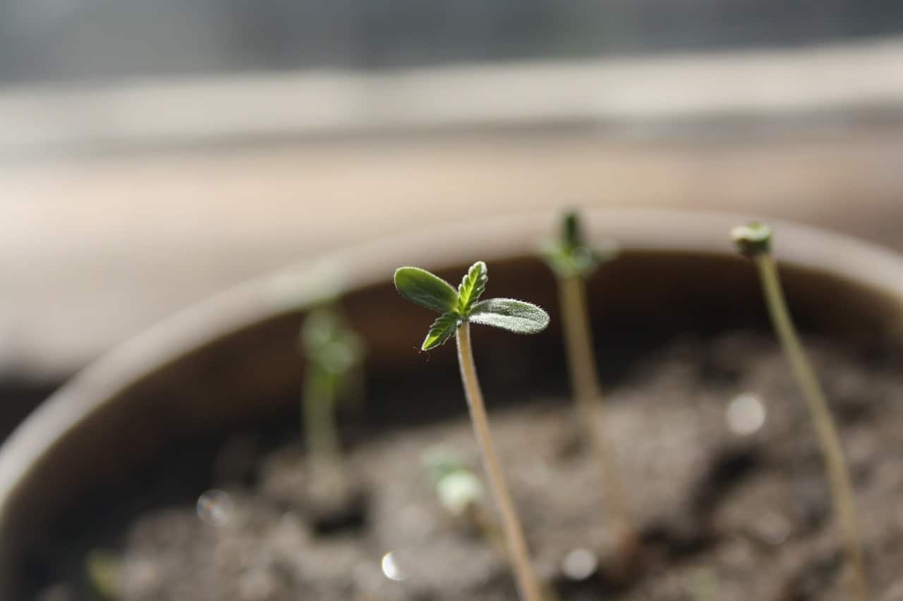 Introducción al cultivo de la marihuana