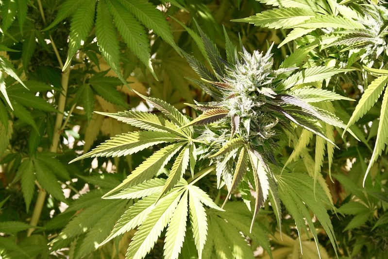 El papel del cannabis en el covid-19