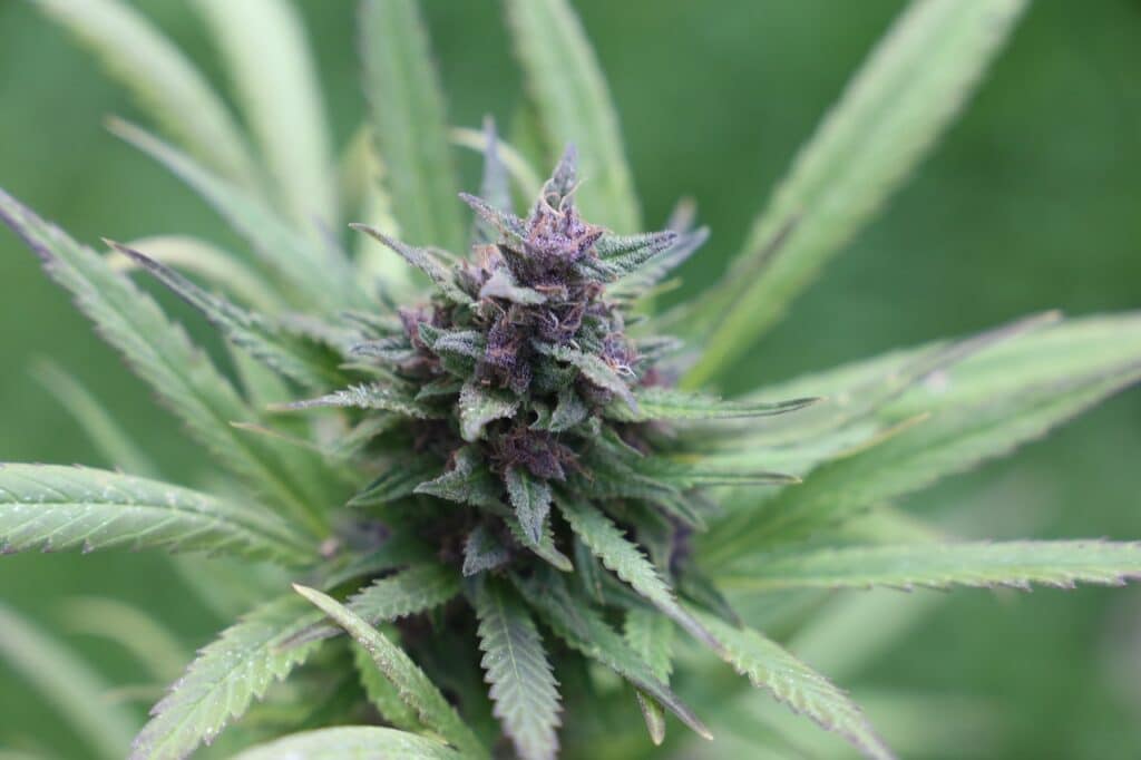 Qué es exactamente la flor del cannabis
