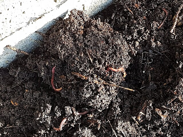 Qué es el living soil o el suelo vivo