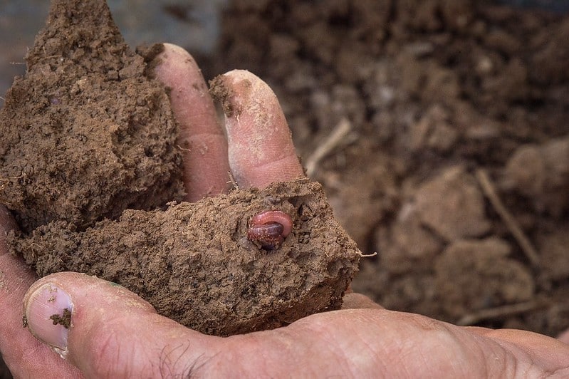 Materiales para elaborar un living soil