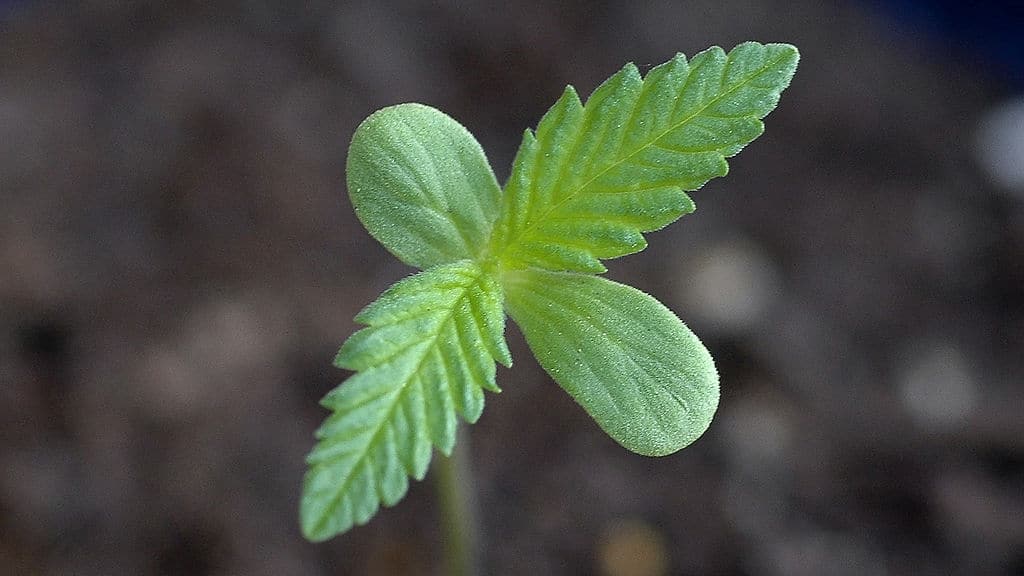 Introducción al cultivo de cannabis con el ciclo 12/12