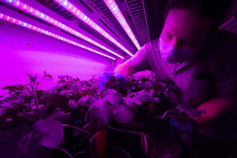 La luz ultravioleta en el cultivo de cannabis