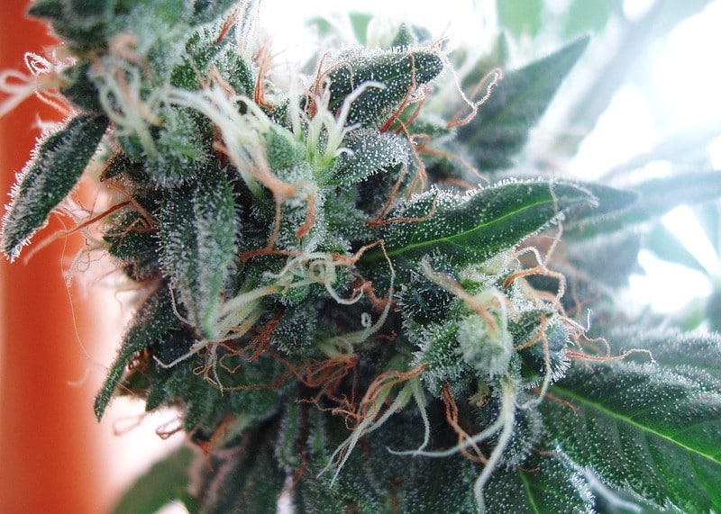 Qué aumenta el THC de las plantas de cannabis
