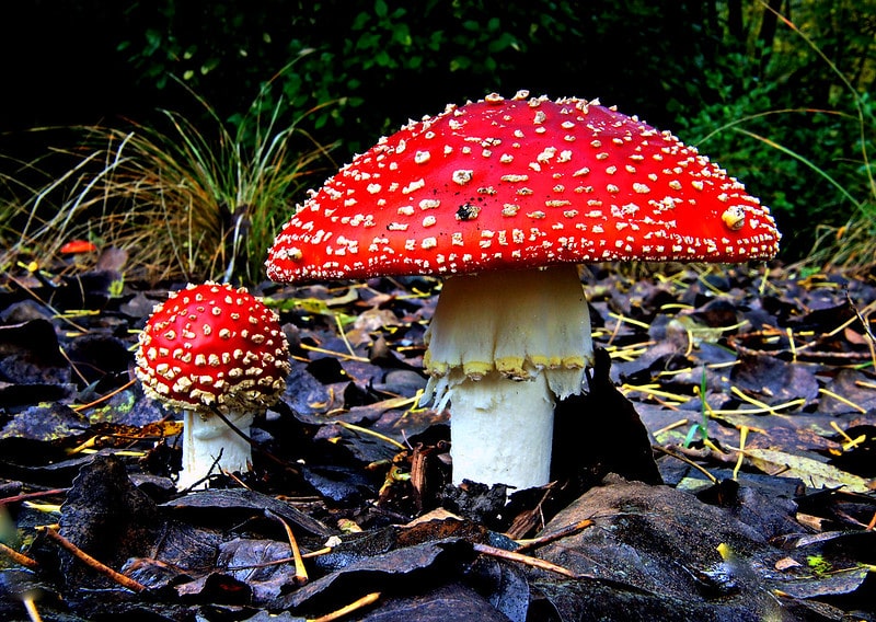 Qué son la Amanita muscaria y el muscimol