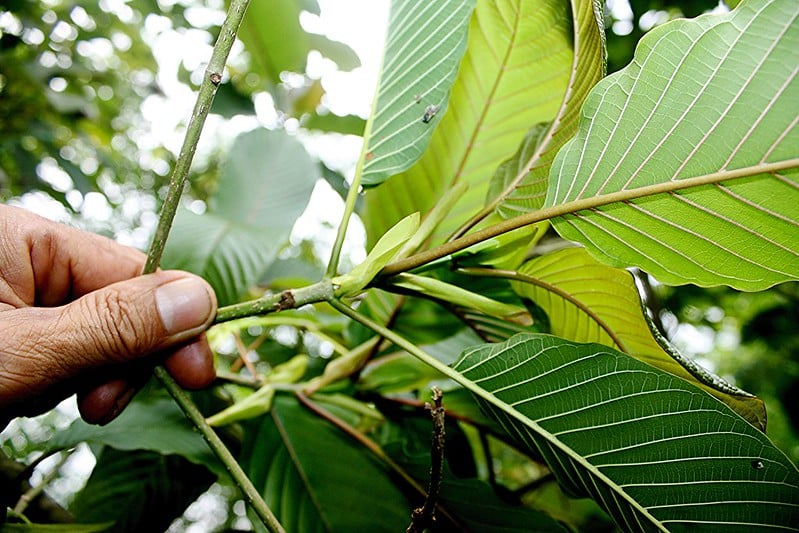 los efectos del Kratom